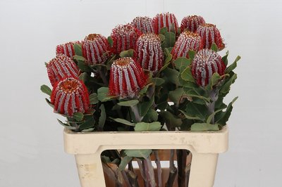 <h4>Banksia coccinea</h4>