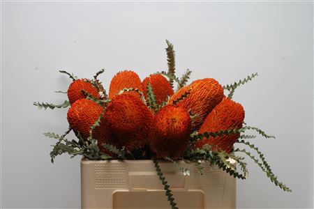 <h4>Banksia Speciosa Orange</h4>