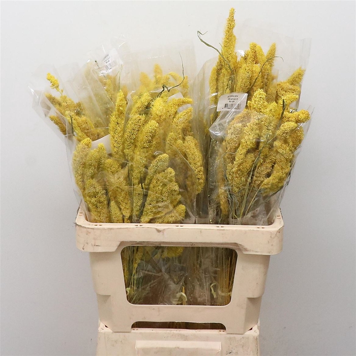 <h4>Dried Setaria Mini Yellow Bs</h4>