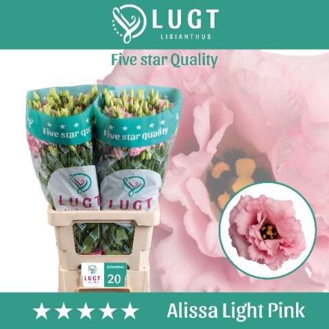 <h4>Eust. Alissa Light Pink 996</h4>