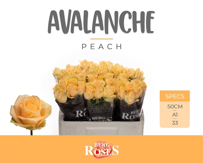 <h4>R GR Avalanche Peach+</h4>