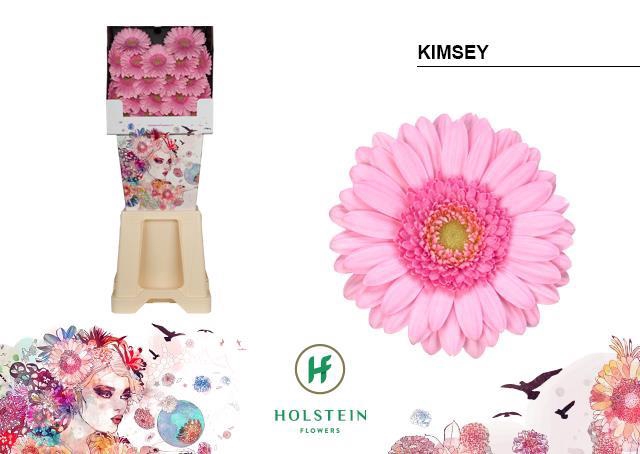 <h4>Germini diamond kimsey</h4>
