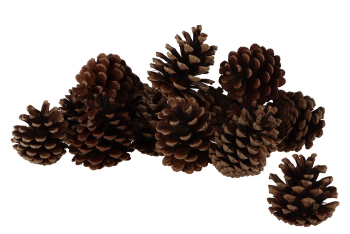 <h4>Nature pine cone natural a 5 kilo</h4>