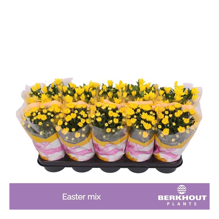 <h4>Chrysanthemum Easter yellow mix 12Ø 26cm</h4>
