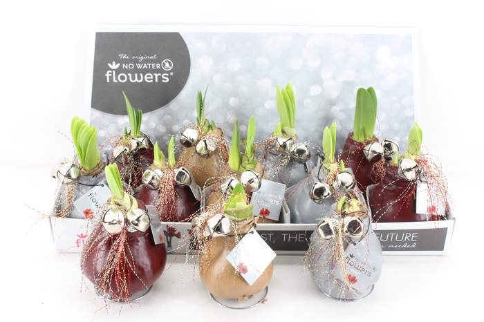 <h4>arr4 Amaryllis VH - Jingble bell mix</h4>