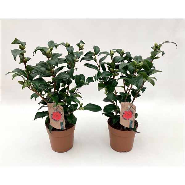 <h4>Camellia japonica Mary Williams 10-15 knop</h4>