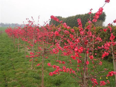 <h4>Prunus Mel Red 160cm Extra P Stem X15</h4>
