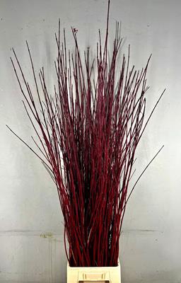 <h4>Cornus Alba Sibirica Rood</h4>