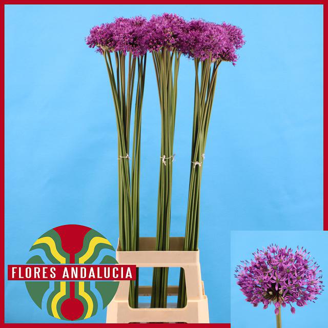 <h4>ALLIUM GLADIATOR</h4>