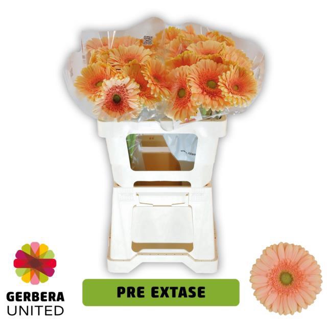 <h4>GE GR PRE - EXTASE</h4>