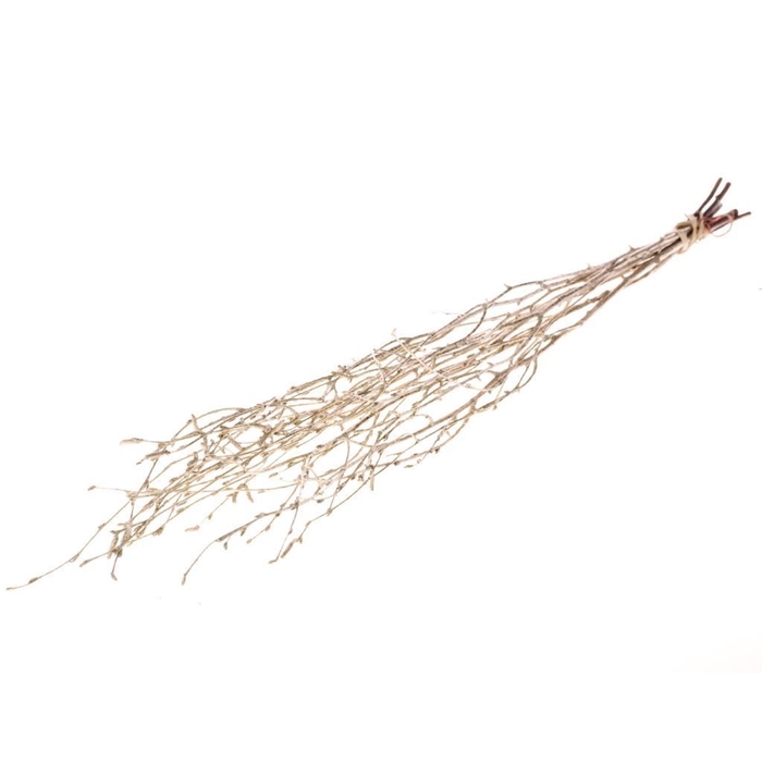 <h4>Birch 60cm sb ch gold</h4>