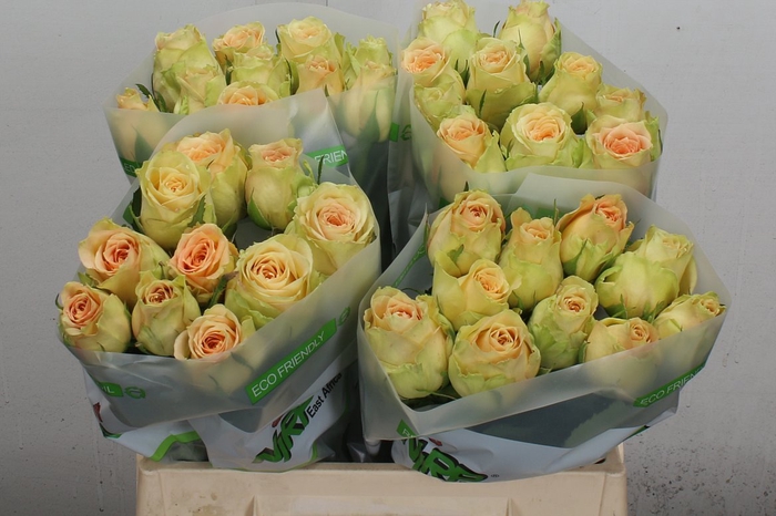 <h4>R Gr Desert Rose</h4>