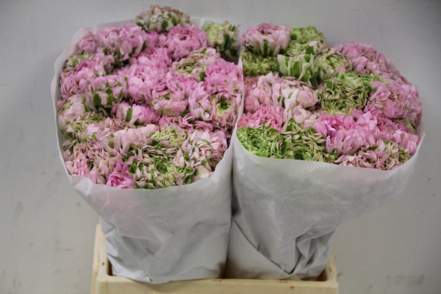 <h4>Ranunculus pon pon hermione</h4>