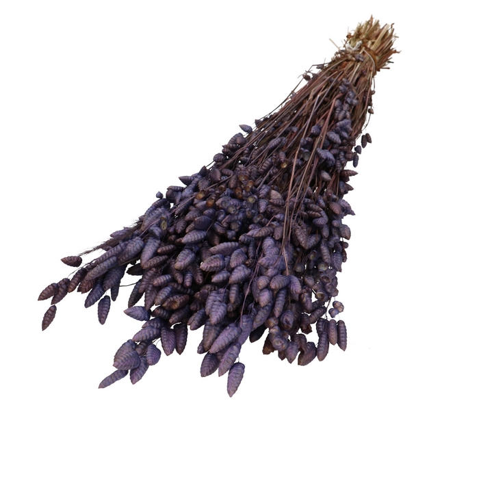 <h4>Droogbloem Briza Maxima 60cm</h4>