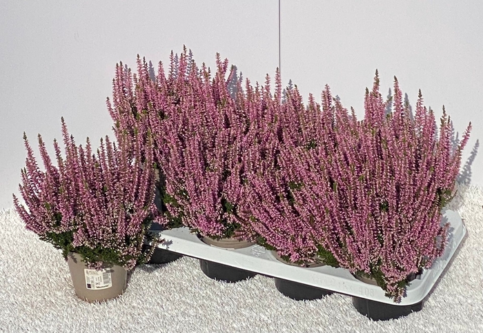 <h4>Calluna vulg. Beauty Ladies Michell</h4>