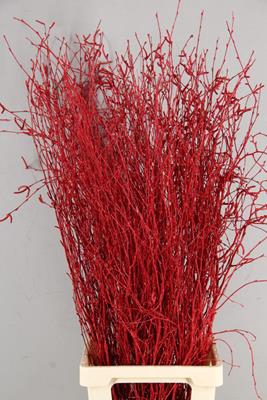<h4>Betula Bs Pnt Red+gli</h4>