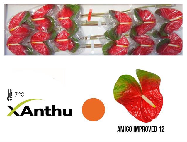 <h4>Anthurium amigo improve</h4>