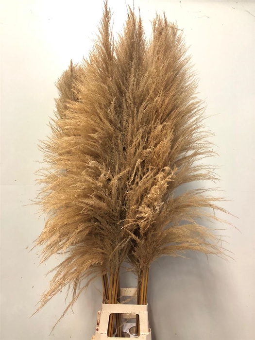 <h4>Cortaderia</h4>