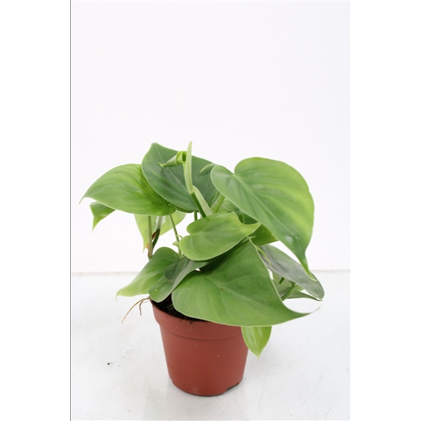 <h4>Philodendron Scandens</h4>