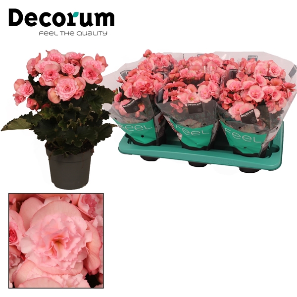 <h4>Begonia ''joy pink''  licht rose 13cm</h4>
