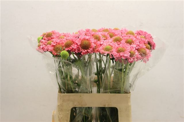 <h4>Scabiosa candy scoop</h4>