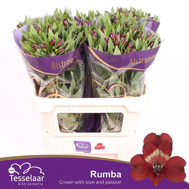 <h4>Alstroemeria rumba</h4>
