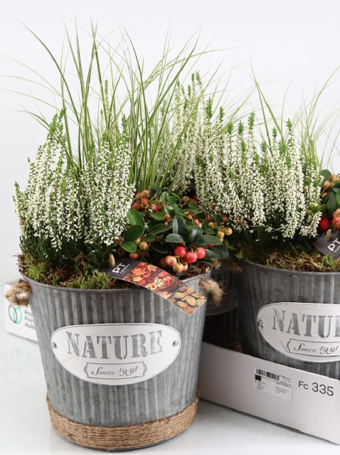 <h4>ARR TUINPLANTEN</h4>