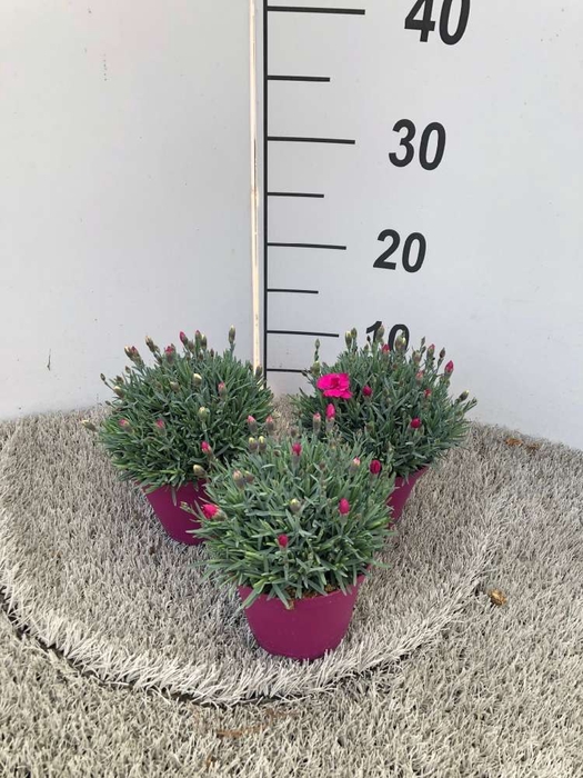 <h4>Dianthus caryophyllus</h4>