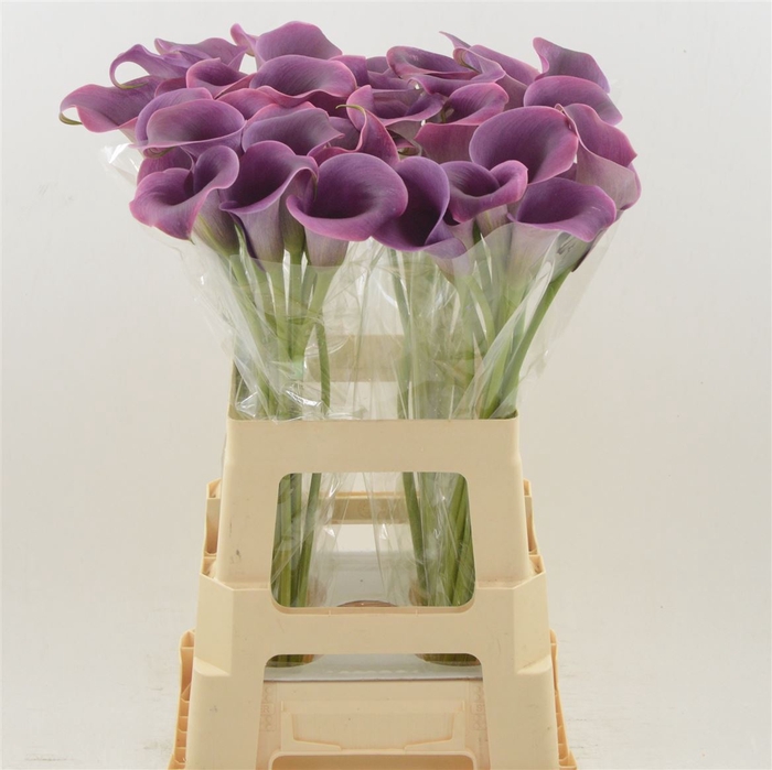 <h4>Calla Promise | Extra Large Flowers</h4>