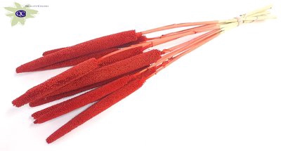 <h4>Babala on natural stem hot red</h4>