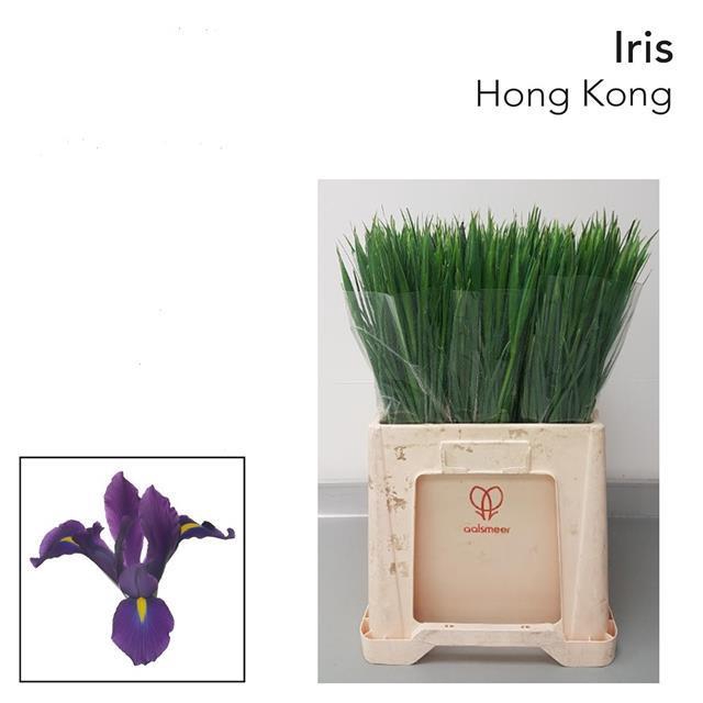 <h4>Iris hong kong</h4>