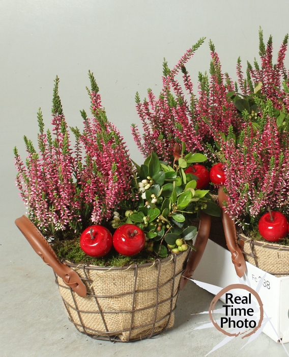 <h4>ARR TUINPLANTEN</h4>
