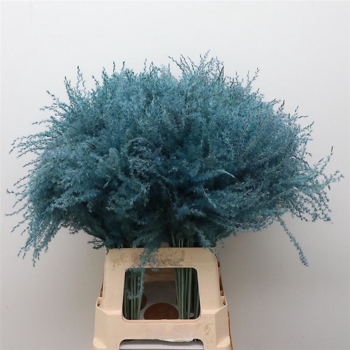 <h4>Dried Stipa Feather Light Blue</h4>