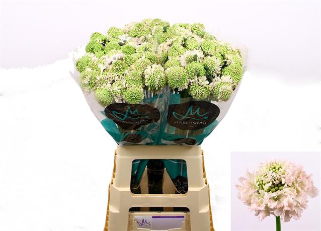 <h4>Scabiosa french vanilla bon bon scoop</h4>