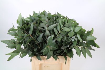 <h4>Leaf eucalyptus robusta per bunch</h4>