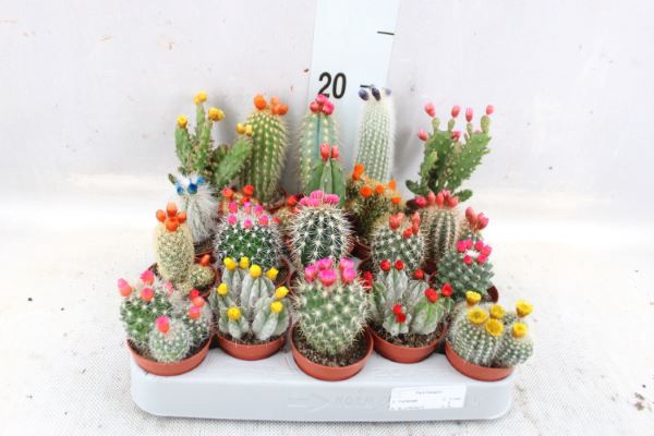 <h4>Cactus ...decorated</h4>