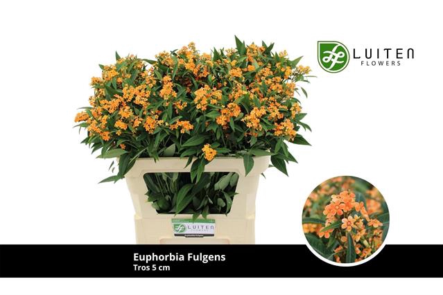 <h4>Euphorbia sp sunstream</h4>