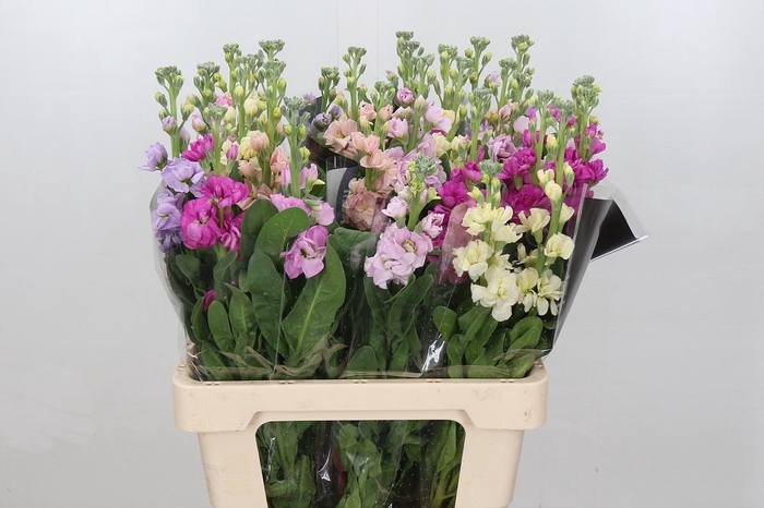 <h4>Matthiola</h4>