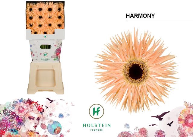 <h4>Gerbera diamond gerspider harmony</h4>