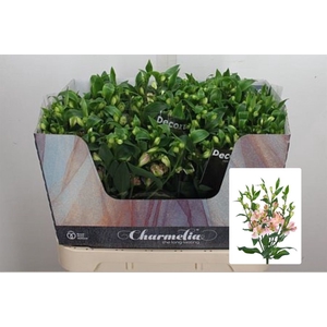 Alstr Fl Charmelia Pink