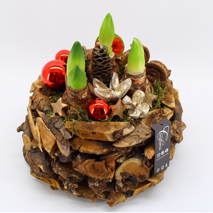 <h4>HICR-2312R Kerst Amaryllis</h4>