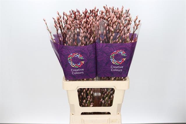 <h4>Salix paint pussy willow pink light</h4>