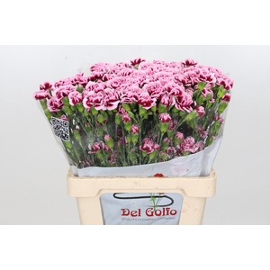Dianthus Sp Celtic