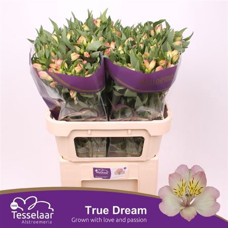 <h4>Alstr True Dream</h4>