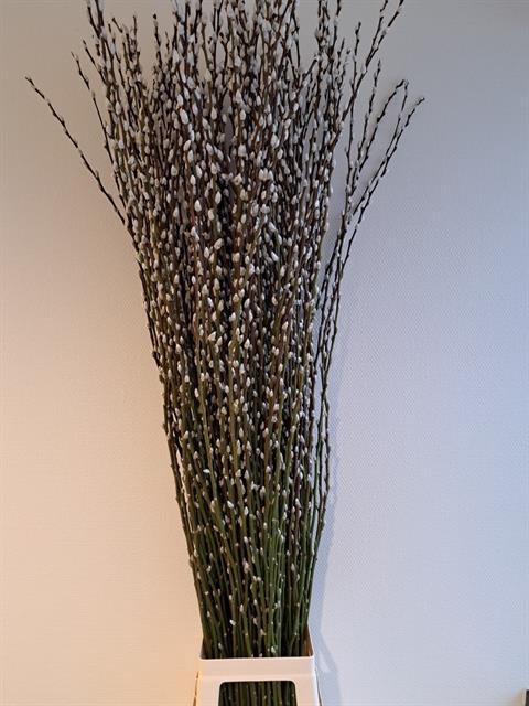 <h4>Salix snow flake</h4>