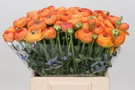 <h4>Ranunculus clooney salmon</h4>