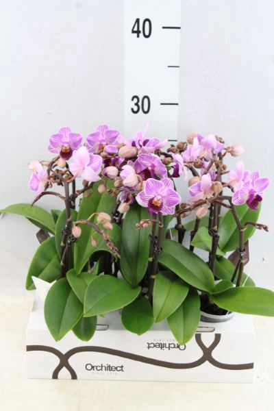 <h4>Phalaenopsis ...mini</h4>
