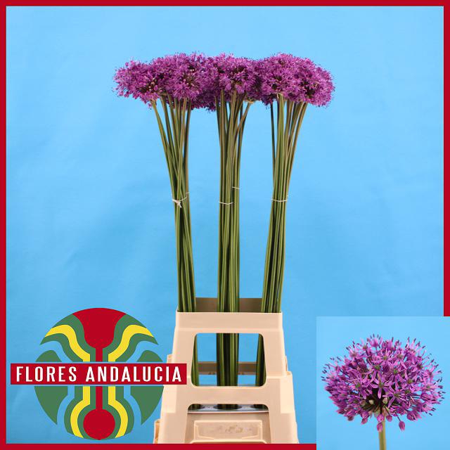 <h4>ALLIUM GLADIATOR</h4>