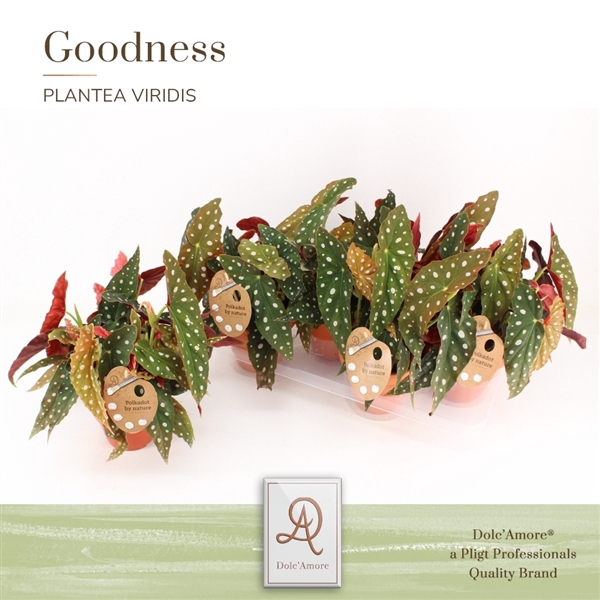<h4>Maculata P14 Dolc'Amore® Terracotta Keramiek</h4>