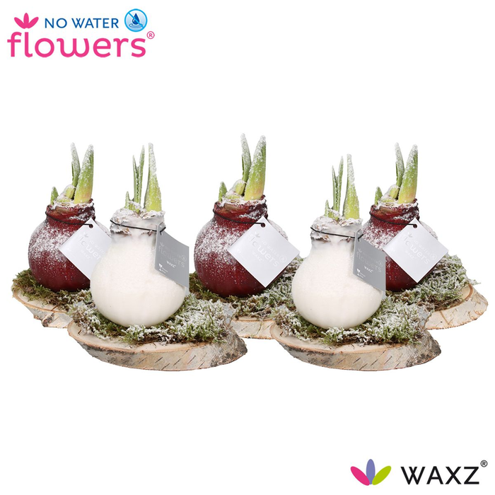 <h4>arr4 Amaryllis VH - Wax on wood ro/wi</h4>